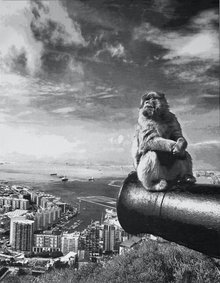 Bild zu Monkey Business (12.5.-14.6.2026). Copyright: Beate Passow: Gibraltar